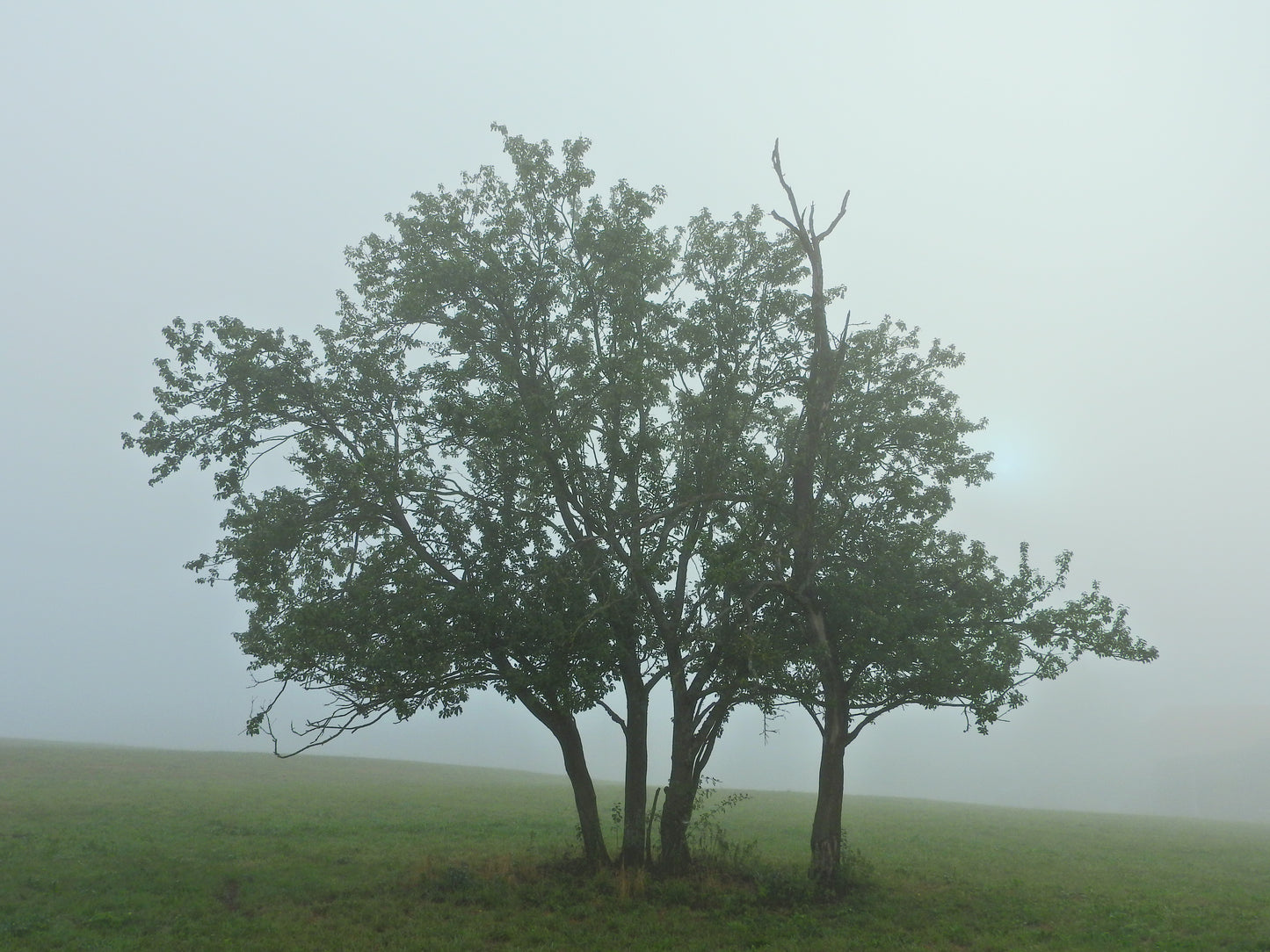 Arbres dans la brume 1