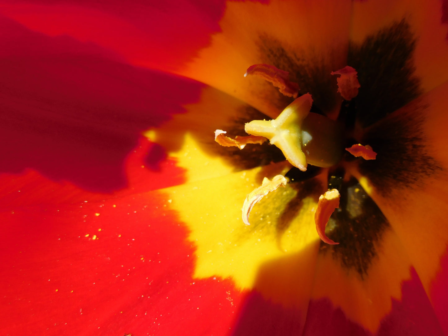 Macro de tulipe