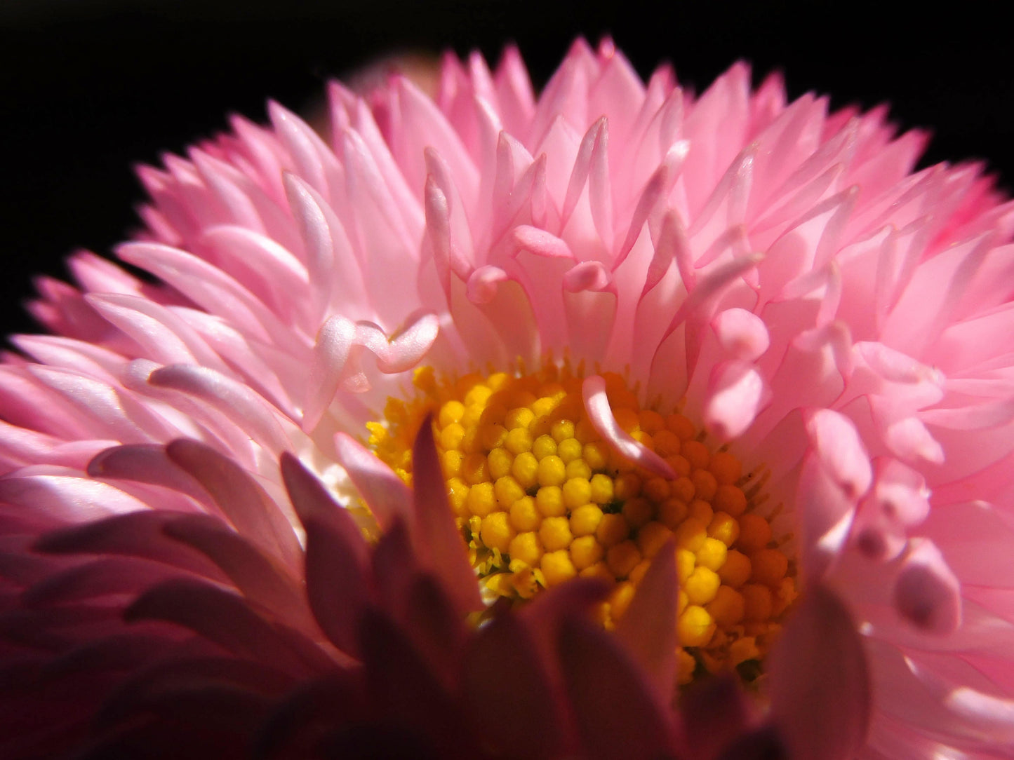 Macro de fleur 1